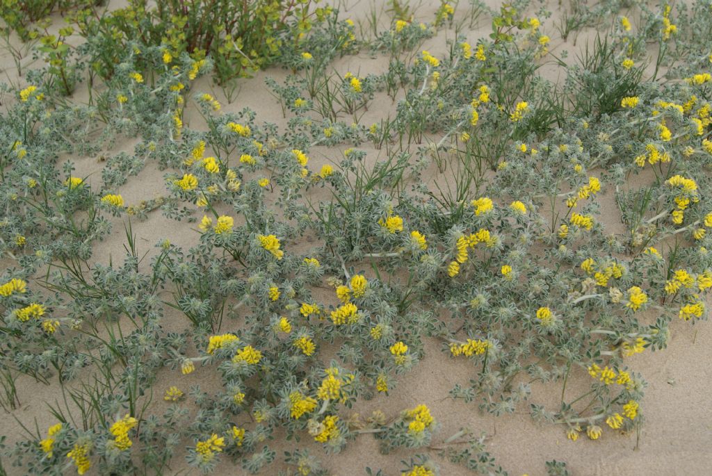 Medicago marina / Erba medica marina